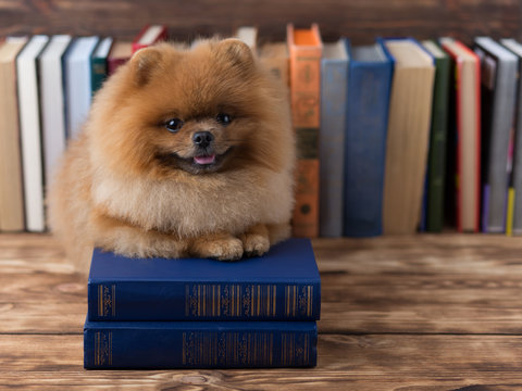 Clever pomeranian dog with a book. A dog sheltered in a blanket with a book. Serious dog. Dog in a library
