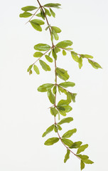 Bush Shrub Tree leaf