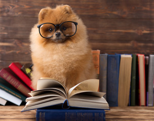 Clever pomeranian dog with a book. A dog sheltered in a blanket with a book. Serious dog with glasses. Dog in a library - obrazy, fototapety, plakaty