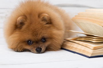 Clever pomeranian dog with a book. A dog sheltered in a blanket with a book. Serious dog with glasses. Dog in a library