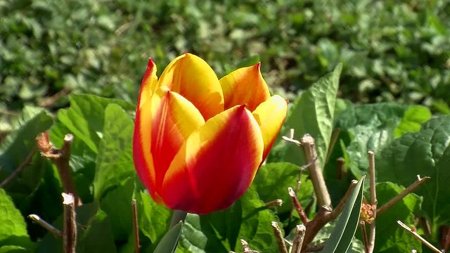 Eine gelbrote Tulpenblüte schaukelt im Wind (Nahaufnahme)