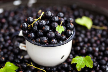 Fresh delicious organic black currant