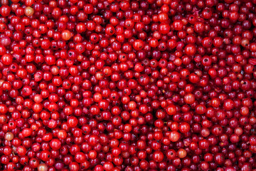 Fresh delicious organic red currant as a background