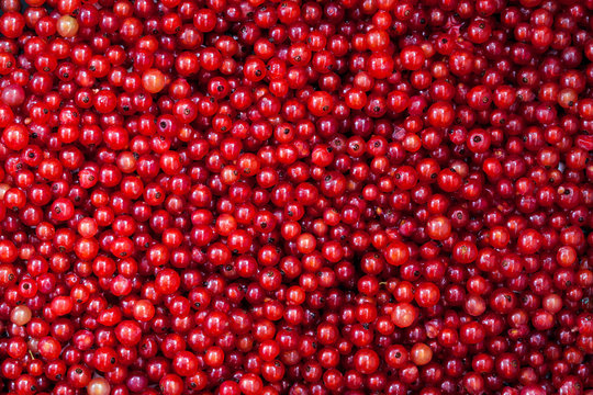 Fresh delicious organic red currant as a background