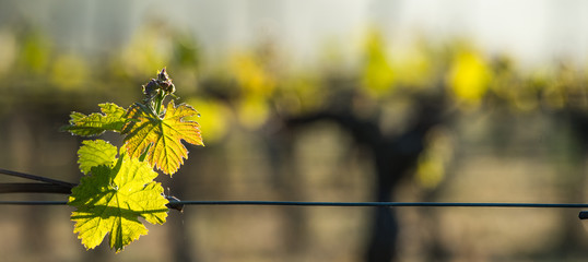 First spring leaves on a trellised vine growing in vineyard © FreeProd