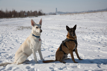 sheapdog and his partner in love