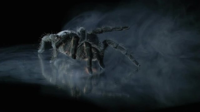 A huge tarantula sneak in the smoke, slow motion