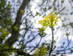 New ash leaves in sun