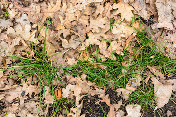 Dry autumn leaves with grass