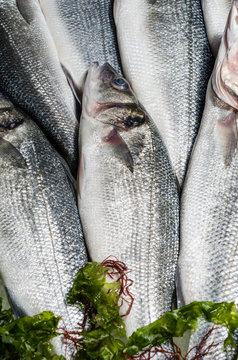 Pesce Azzurro