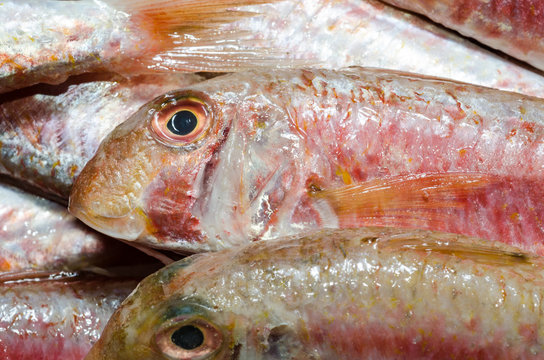 Pesce Azzurro
