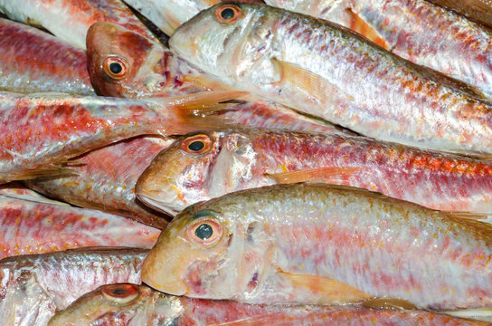 Pesce Azzurro