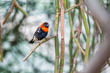 Superb starling or Lamprotornis superbus