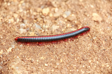 Red millipede on ground close up