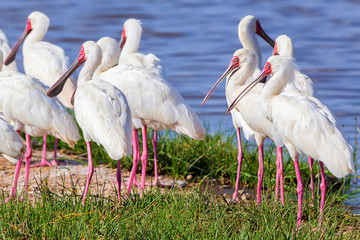 African spoonbill or Platalea alba