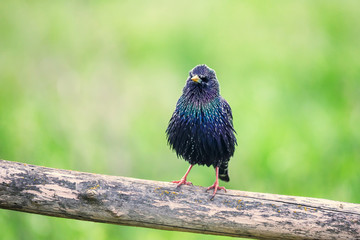 Beautiful glossy starling