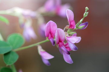 The pink orchids