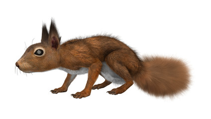 Obraz premium 3D Rendering European Red Squirrel on White