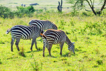 Zebras grazing in savanna