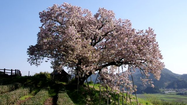 吉田（納戸料）の百年桜