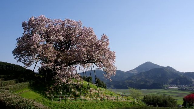 吉田の百年桜