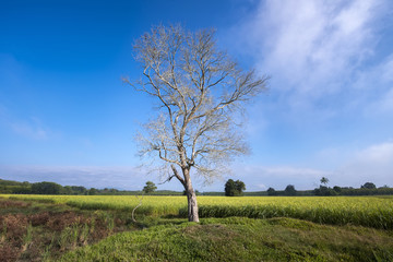 Fototapeta na wymiar Tree with beautiful sky day