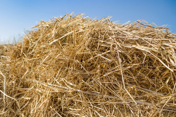Fototapeta na wymiar Dry hay on the background of the sky