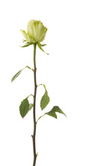Tender green rose on a white background