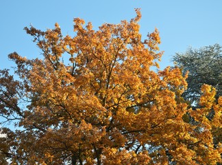 goldener Herbst , Eiche