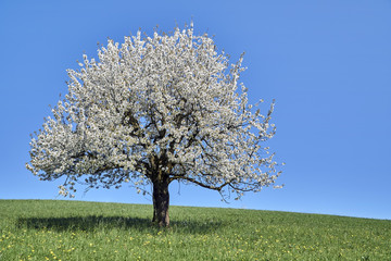 Kirschblüten im Frühling