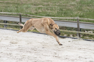 Obraz premium course de lévriers