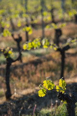 First spring leaves on a trellised vine growing in vineyard