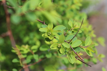 Zweig mit Blättern im Frühling