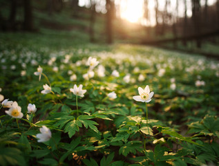 Obraz premium Spring awakening of flowers and vegetation in forest on sunset