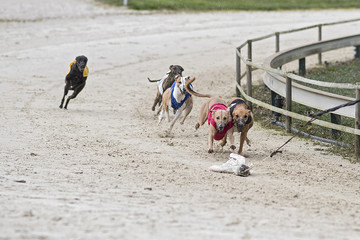 course de l&eacute;vriers