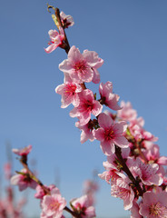 Closeup of beautiful blooming peach