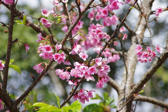 pink blossom in spring.