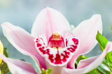 Fototapeta na wymiar beautiful violet orchid closeup