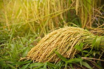 Paddy seeds of  rice.