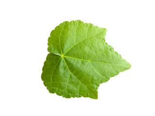 green leaf isolated on white background