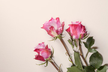 Fototapeta premium the Three red roses on a gray background
