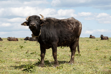 African buffalo with moulting fur on a green meadow