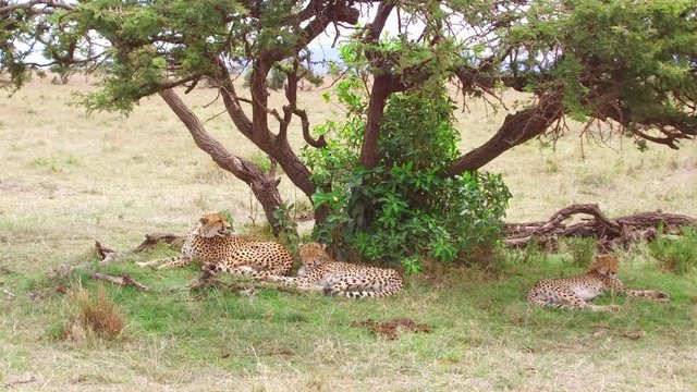 cheetahs lying under tree in savanna at africa