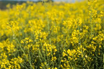 Rapeseed field, Blooming canola flowers