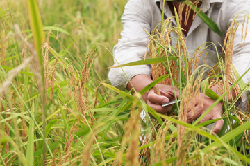 Thai rice farmer harvesting.