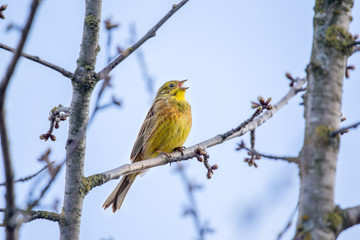 Yellowhammer (Emberiza citrinella) singing male on a spring tree, Ukraine