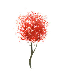 Red maple tree. Autumn.