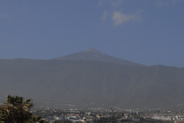 Teneriffa,Palmen,Meer,Blüten