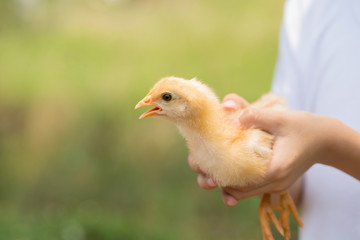 Chicken in a hand.The little chick in hands
