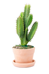 Bouquet of Plastic flowers. Plastic Flowers set on white background